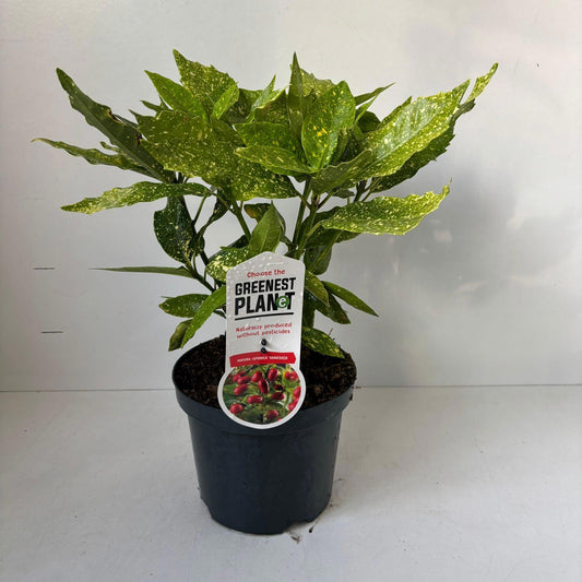 Aucuba japonica Variegated 40cm 19cm Pot