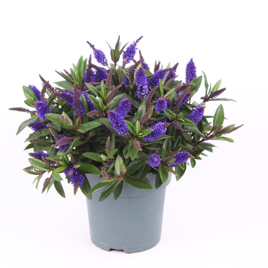 Hebe Celebration 35cm 15cm Pot