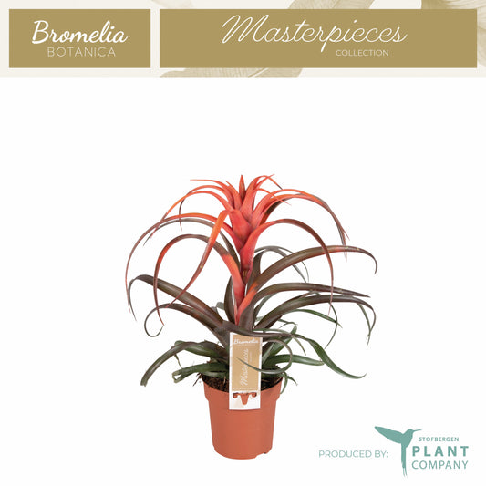 Tillandsia capitata Hermosa 30cm 12cm Pot