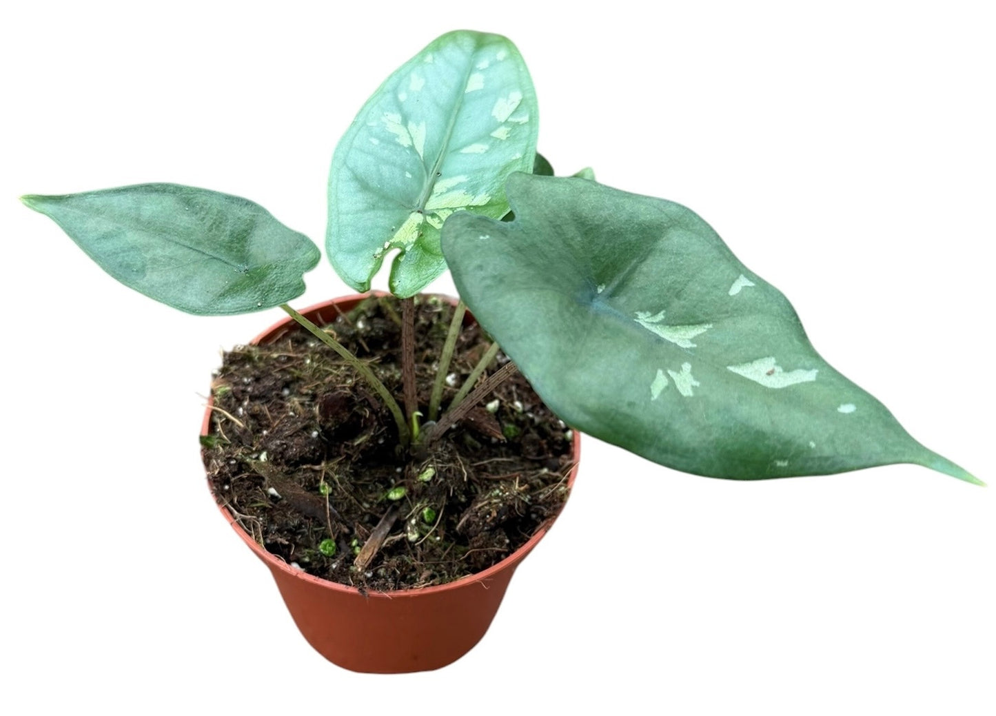 Alocasia amazonica 12cm 8cm Pot
