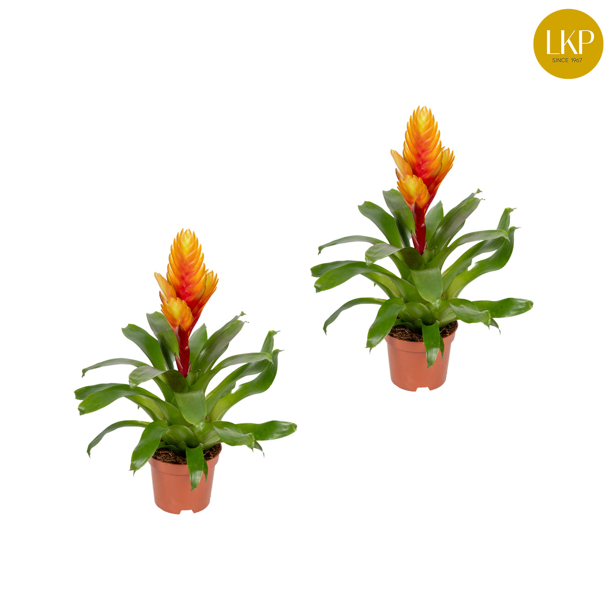 Vriesea El Dorado 30cm 10.5cm Pot