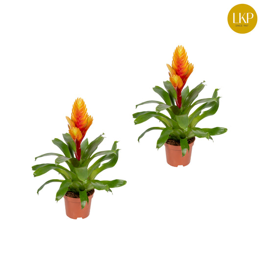 Vriesea El Dorado 30cm 10.5cm Pot