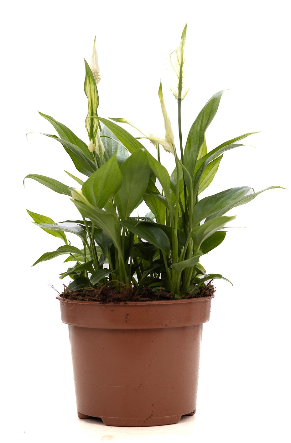 Spathiphyllum hybrid 35cm 12cm Pot
