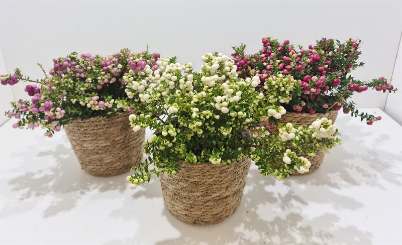 Gaultheria mucronata 25cm 17cm Pot