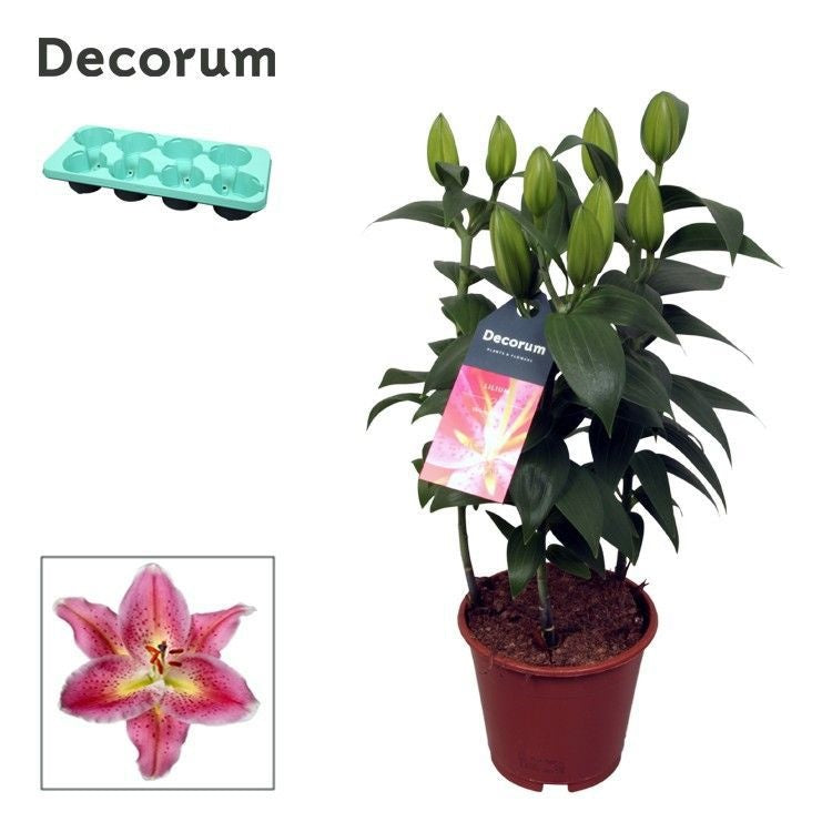 Lilium Reeleeze 40cm 13cm Pot
