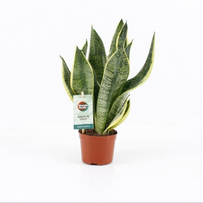 Sansevieria Futura Superba 25cm 9cm Pot