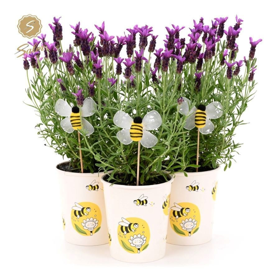 Lavander stoechas Anouk 37cm 13cm Pot
