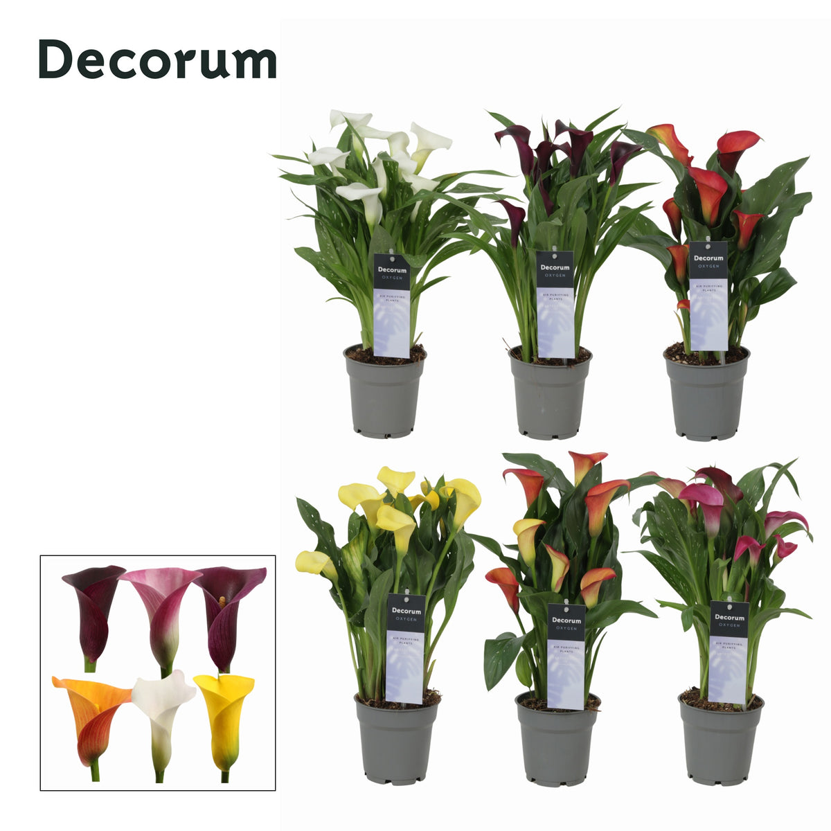 Zantedeschia mix 35cm 12cm Pot