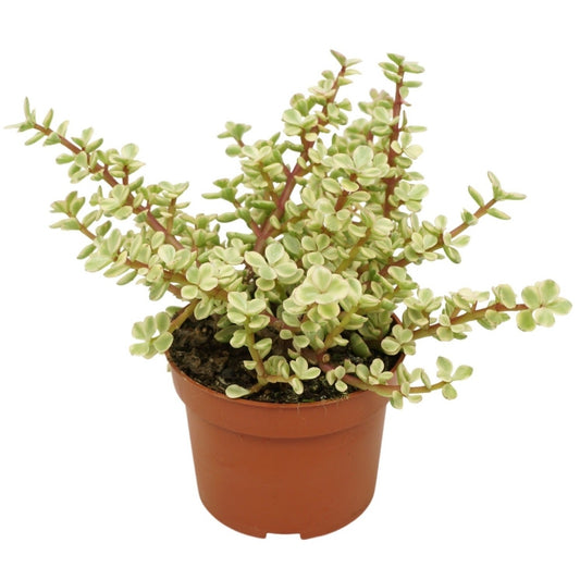 Portulacaria afra Variegata 16cm 10.5cm Pot