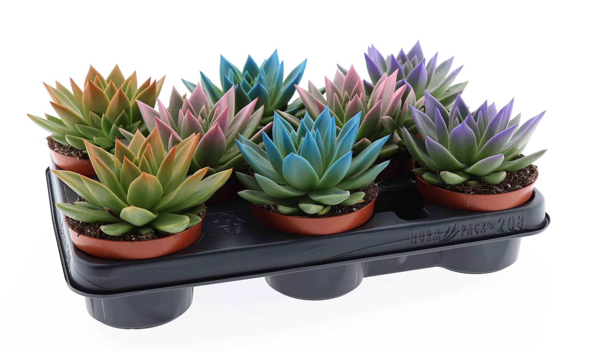 Rainbow tips mix 12cm 10.5cm Pot