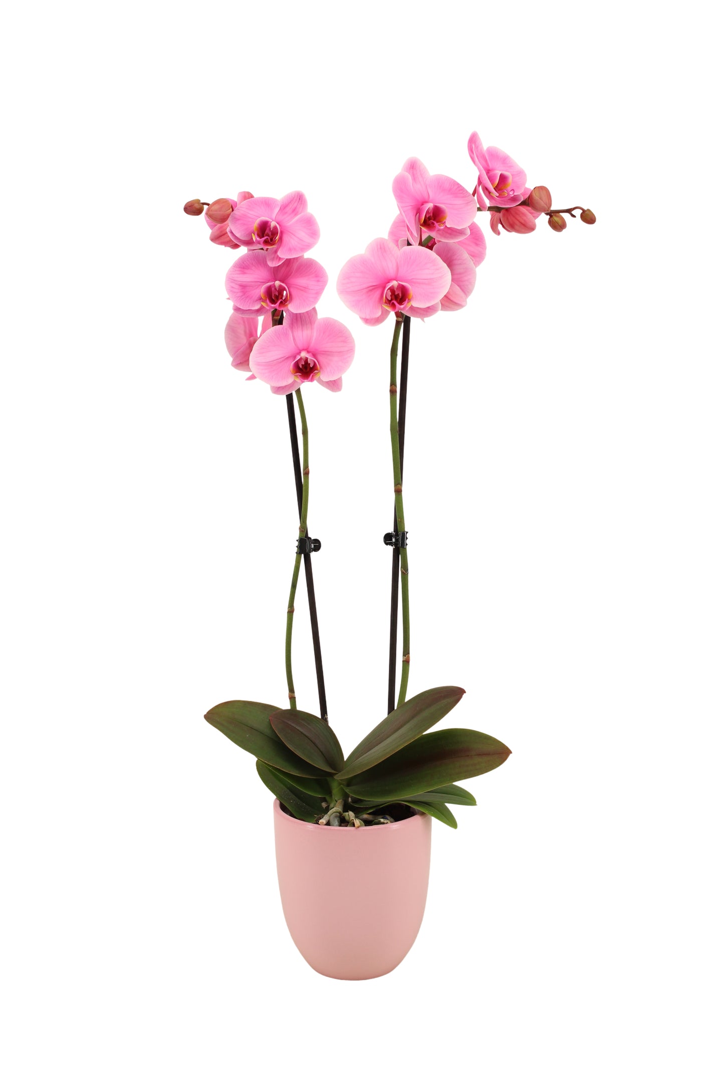 VG Colours Phalaenopsis Royal pink (painted) Pack of 6