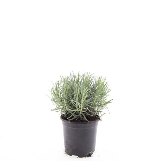 Lavandula Munstead 25cm 14cm Pot