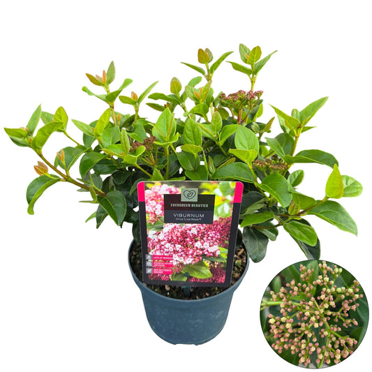 Viburnum tinus 45cm 17cm Pot