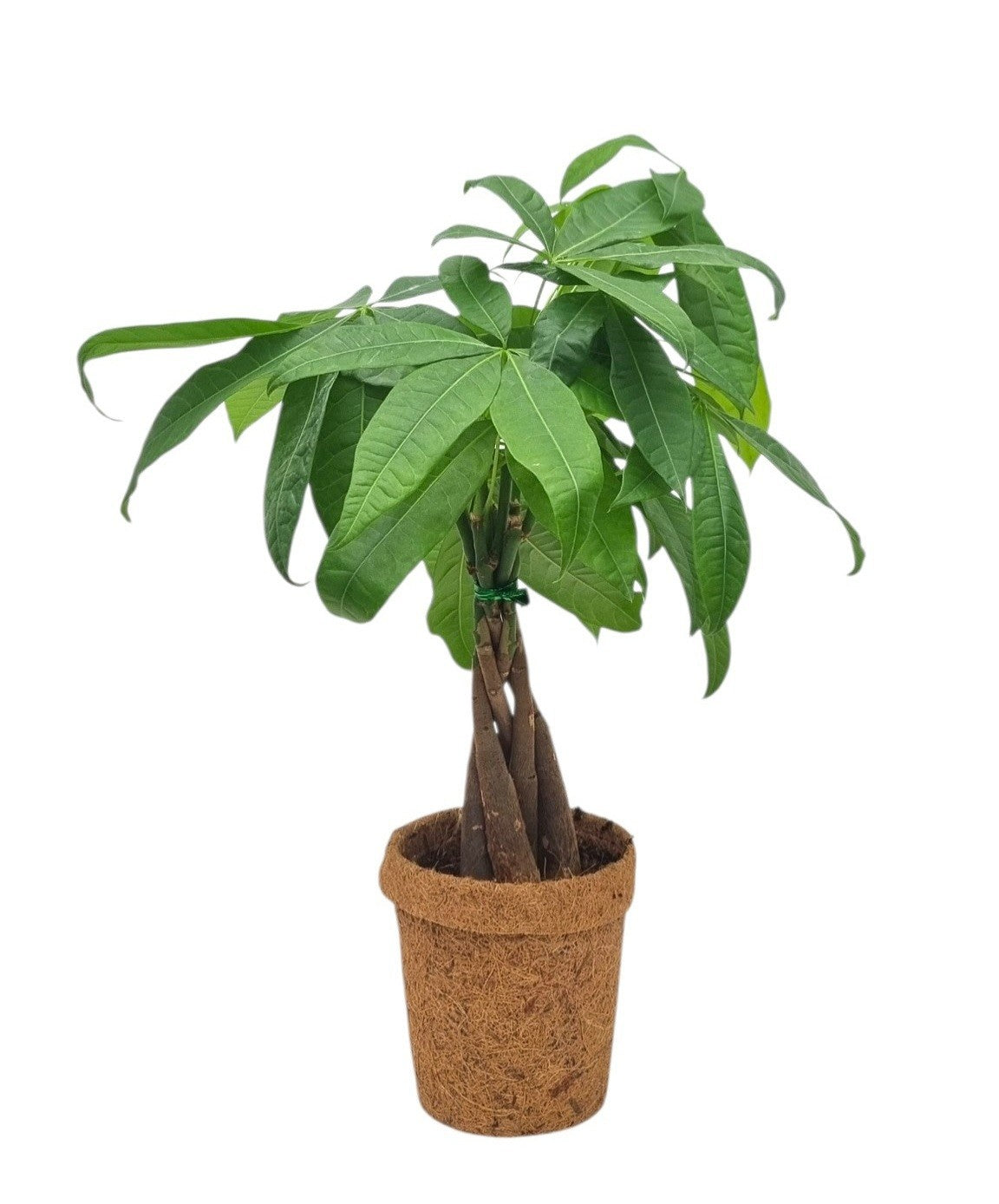 Pachira aquatica 45cm 13cm Pot