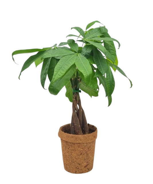 Pachira aquatica 45cm 13cm Pot
