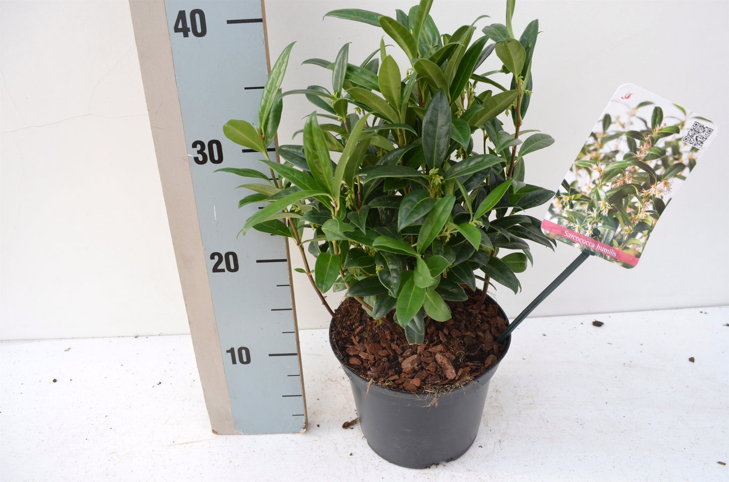 Sarcococca hookeriana humilis 20cm 17cm Pot