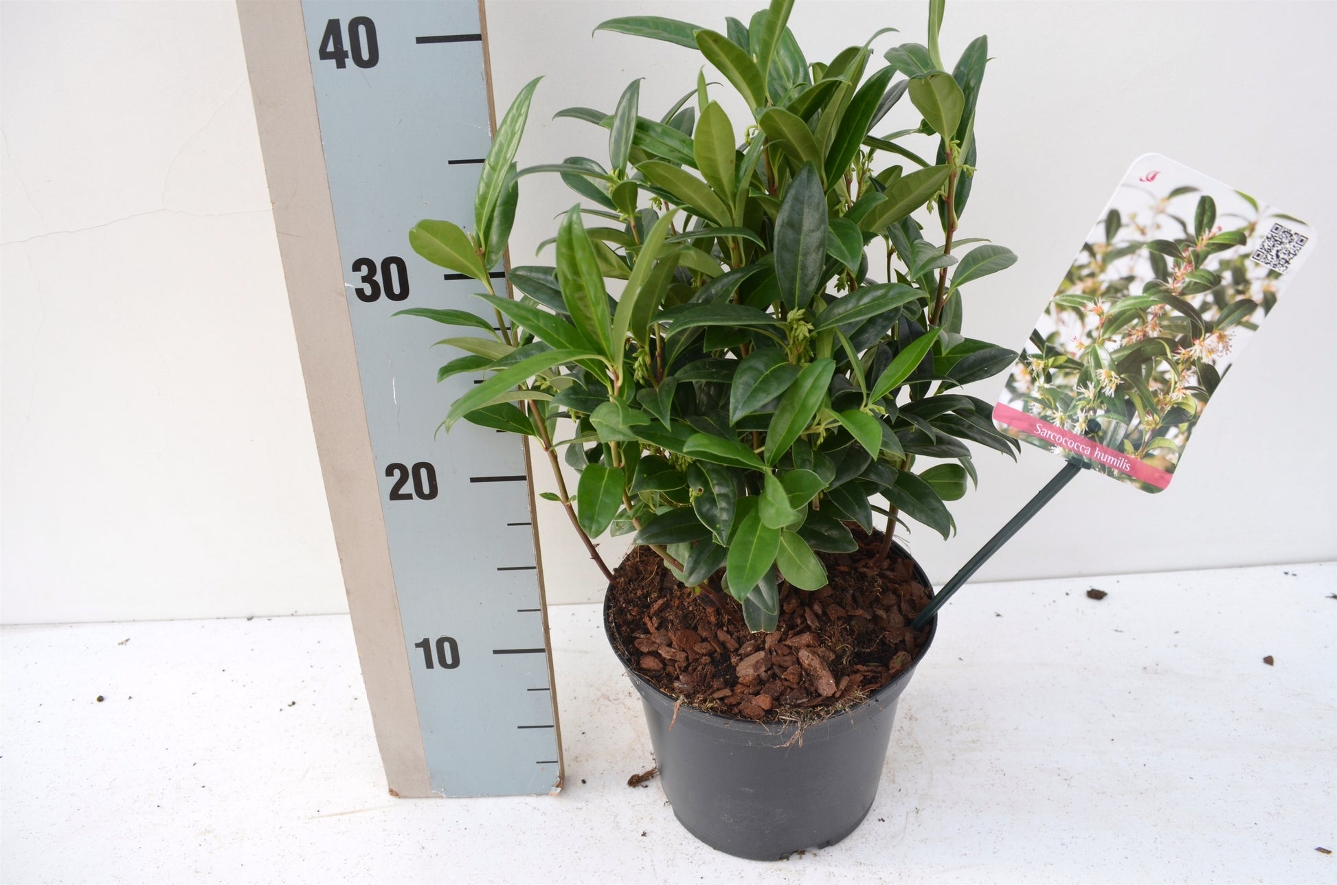 Sarcococca hookeriana humilis 20cm 17cm Pot