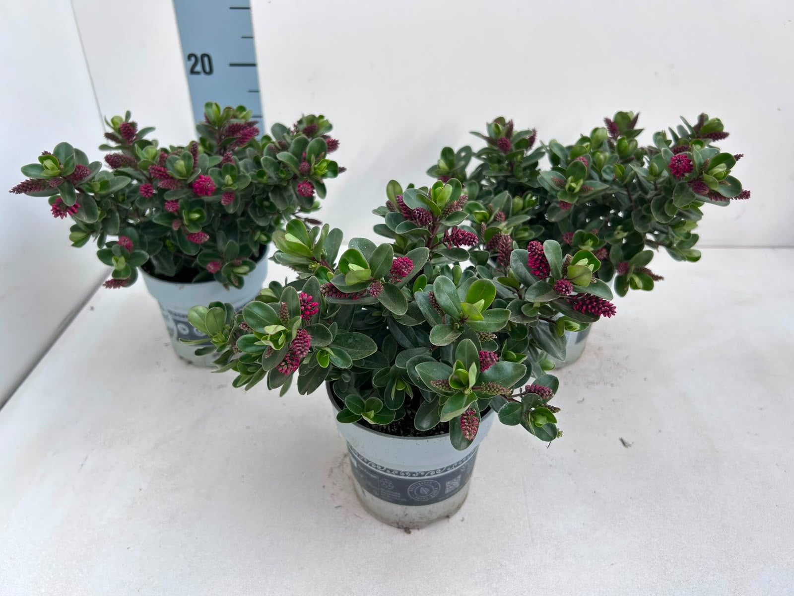 Gartenbau Janshen Gbr Hebe All blooms red Pack of 10