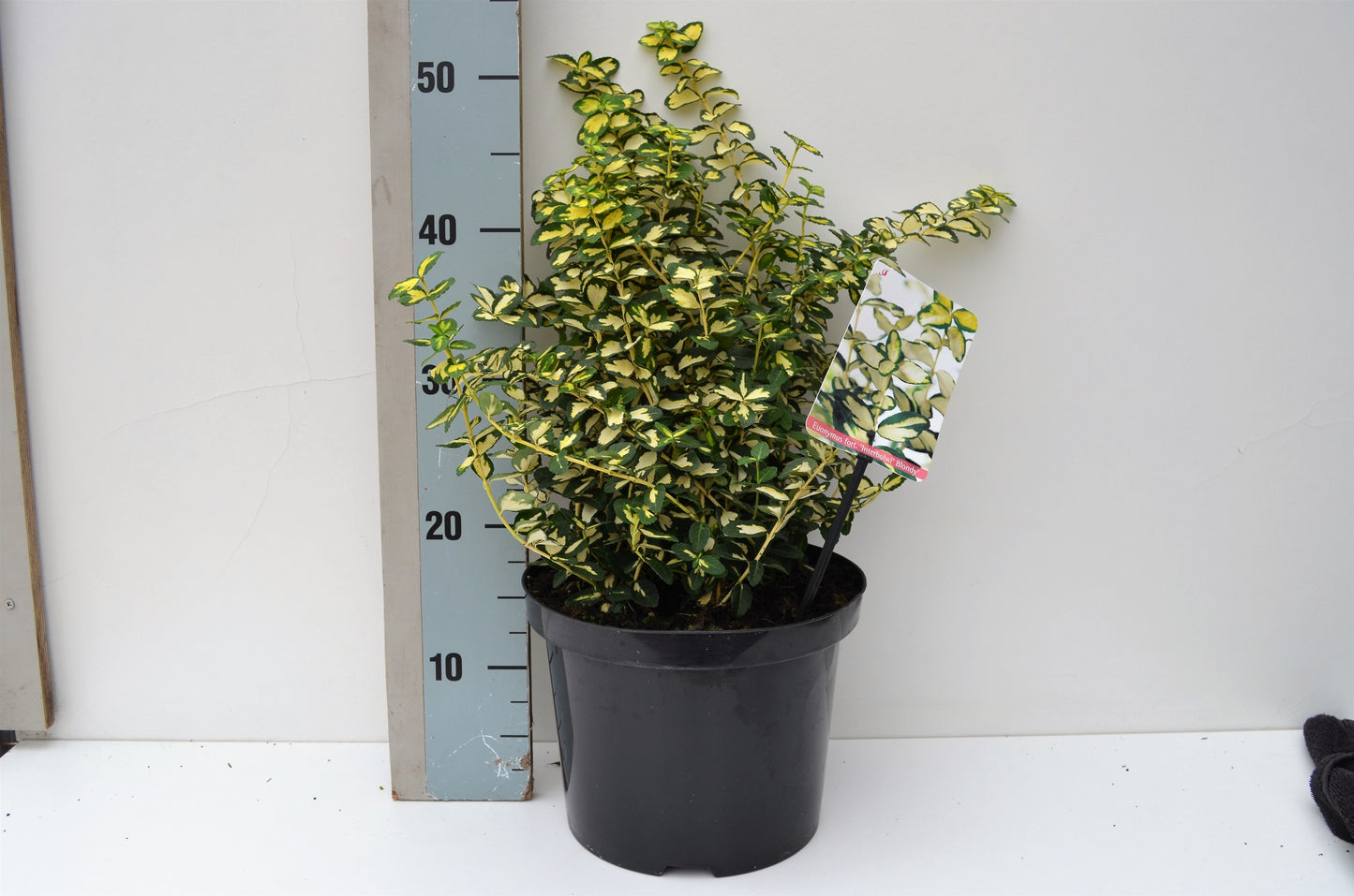 Roessel Tuinpl. VOF, B. v. Euonymus Blondy Pack of 1