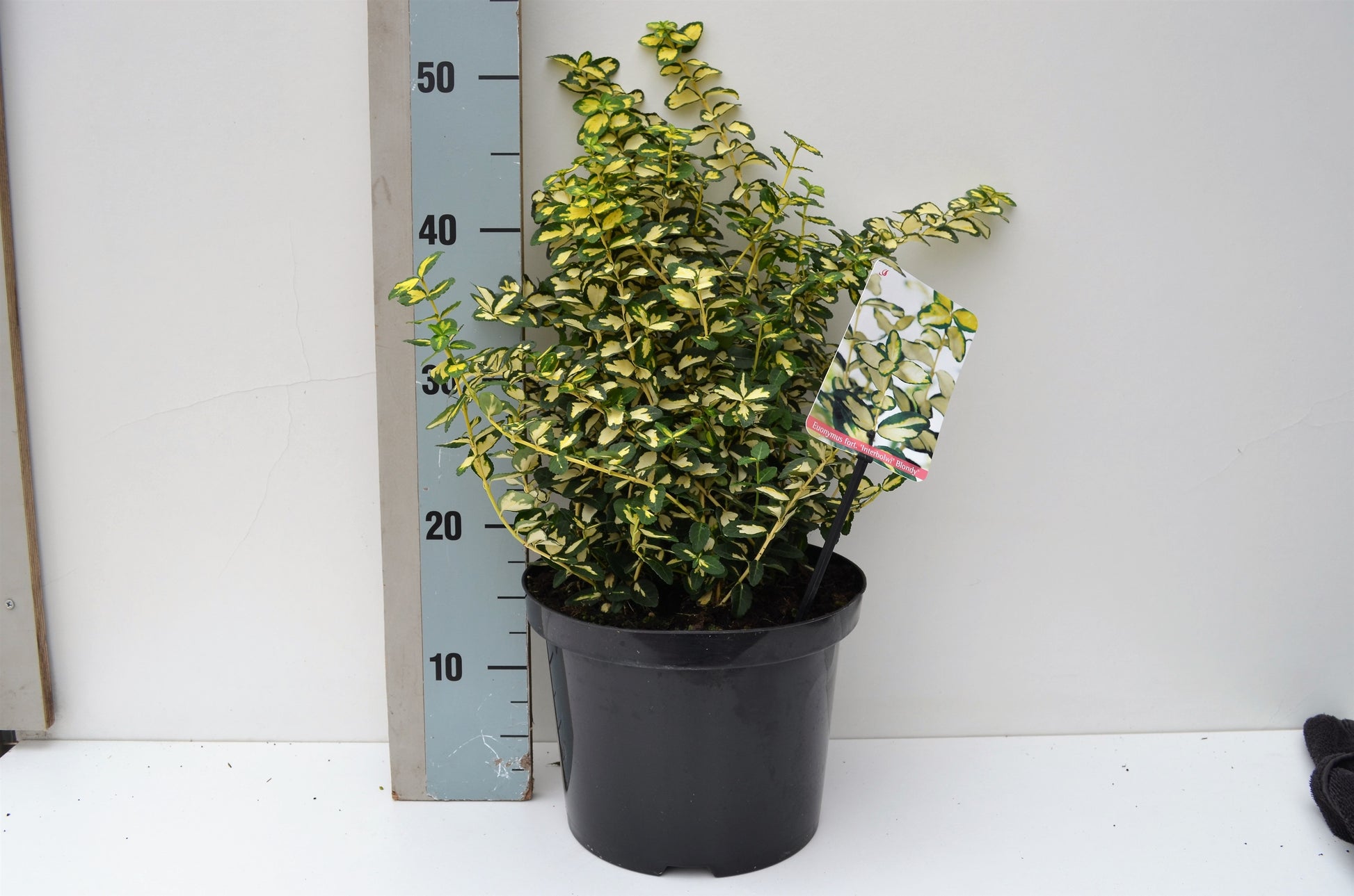 Roessel Tuinpl. VOF, B. v. Euonymus Blondy Pack of 1