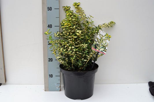 Euonymus Blondy 40cm 23cm Pot