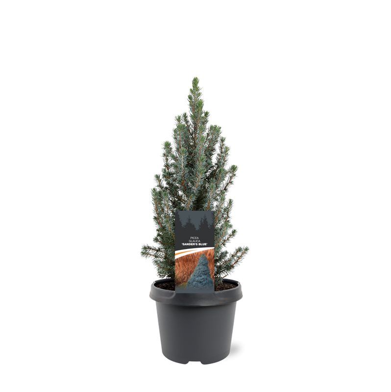 Picea gl. Sander Blue 40cm 19cm Pot