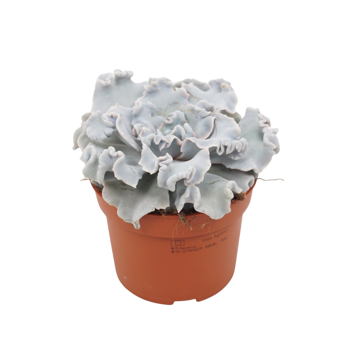 Echeveria Hybrid 14cm 10.5cm Pot