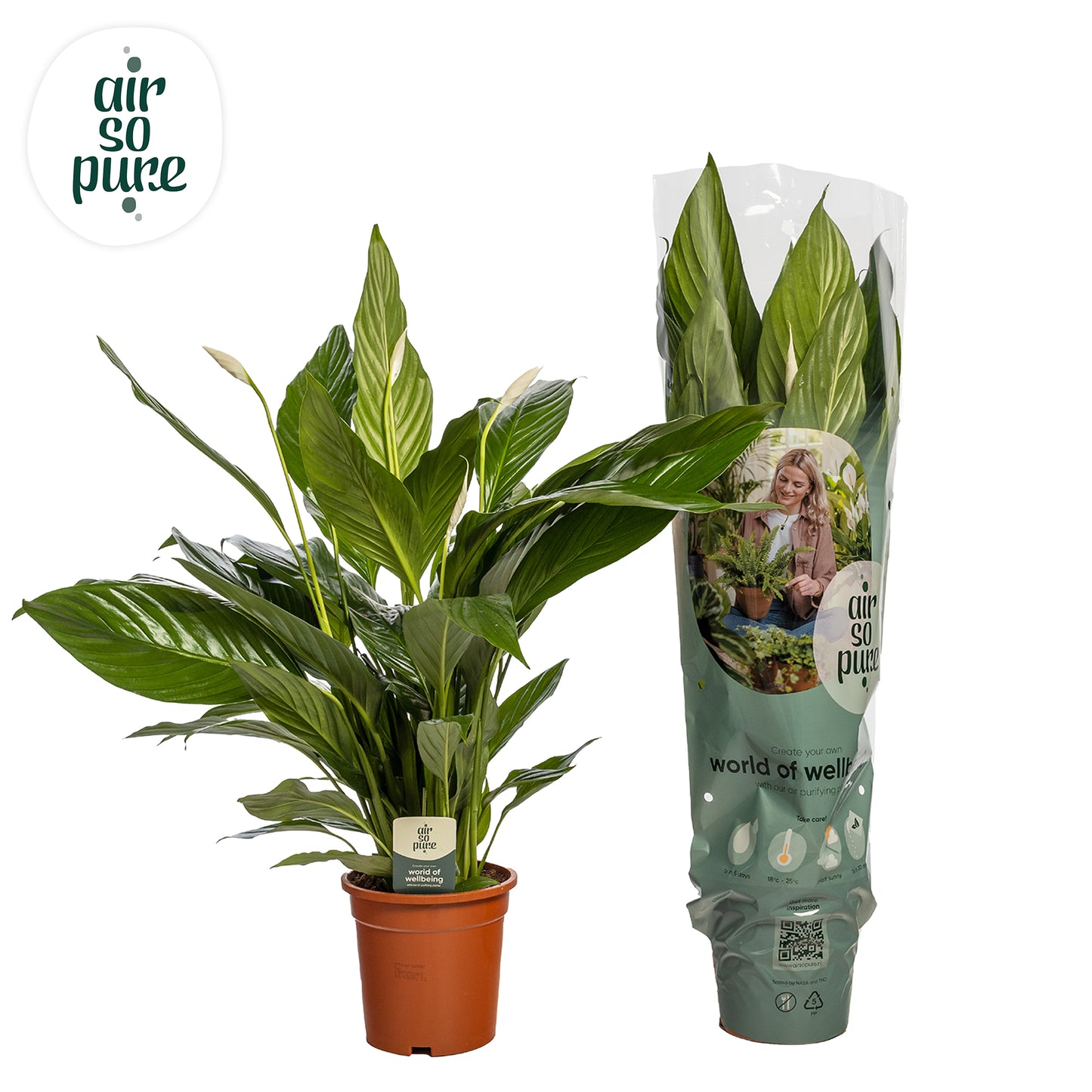 Bestplant, kwekerij Spathiphyllum Bingo Cupido Pack of 3