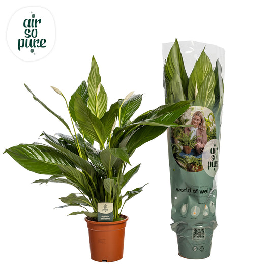 Bestplant, kwekerij Spathiphyllum Bingo Cupido Pack of 3