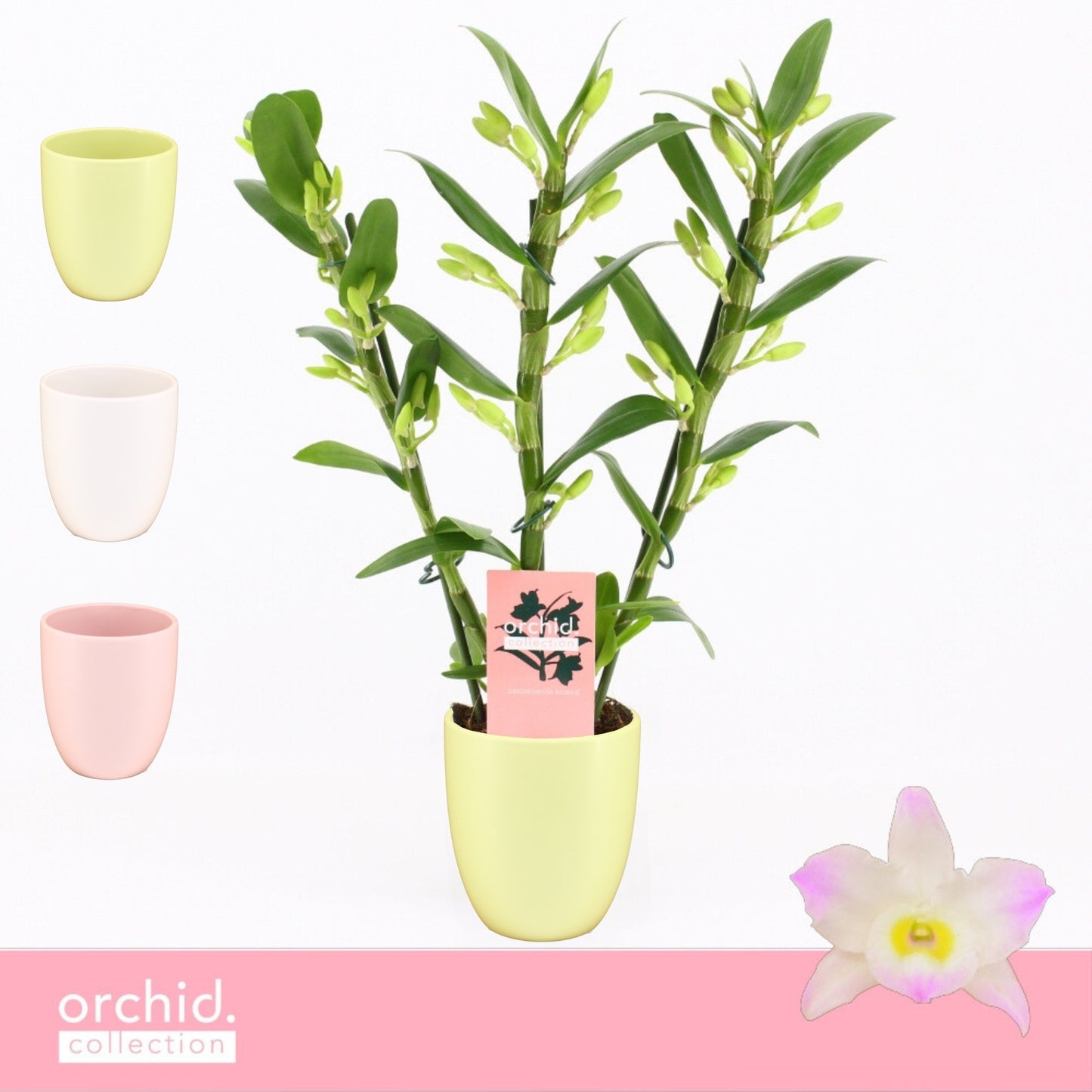 Dendrobium Kumiko 40cm 12cm Pot