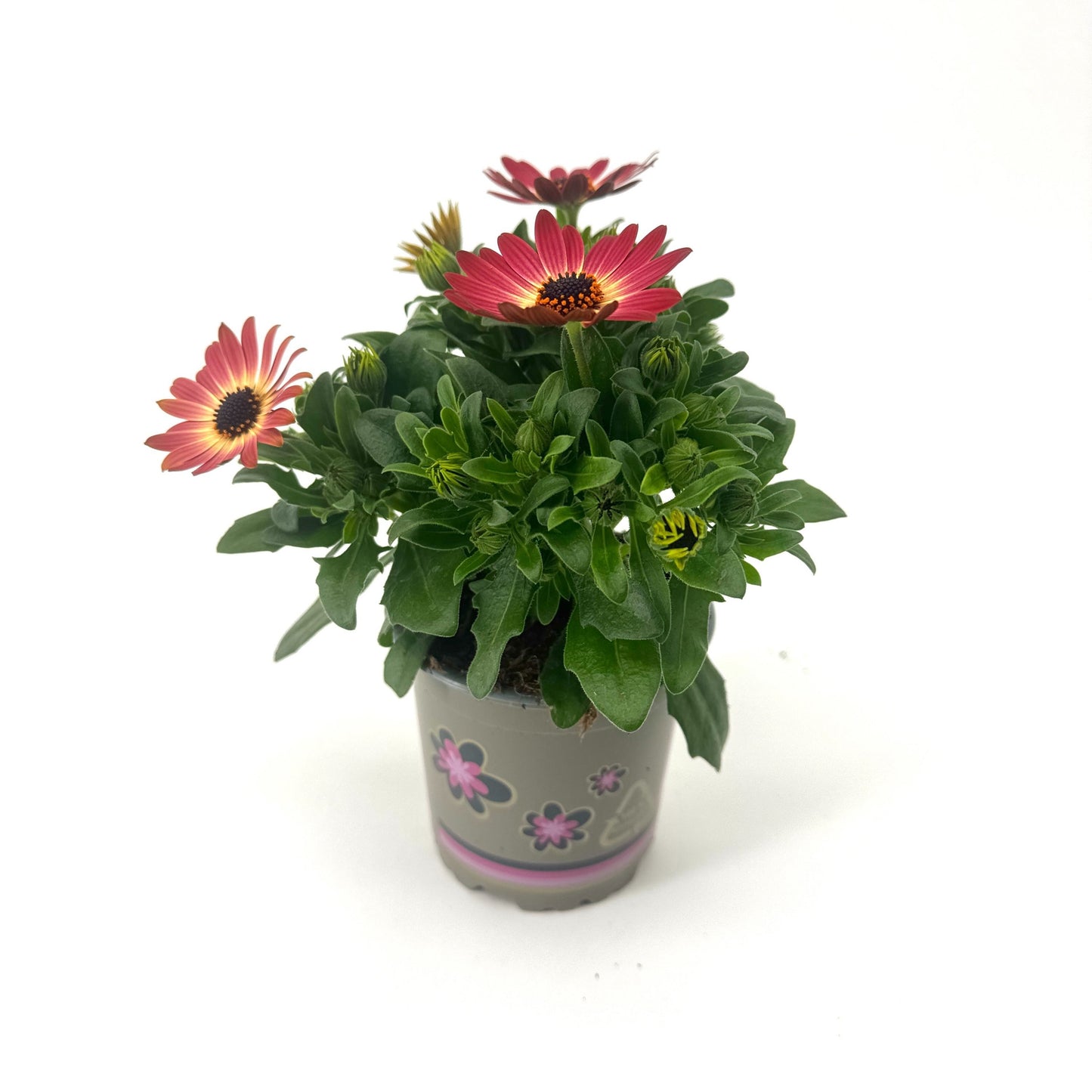 Osteospermum Sen. Sevilla 22cm 11cm Pot