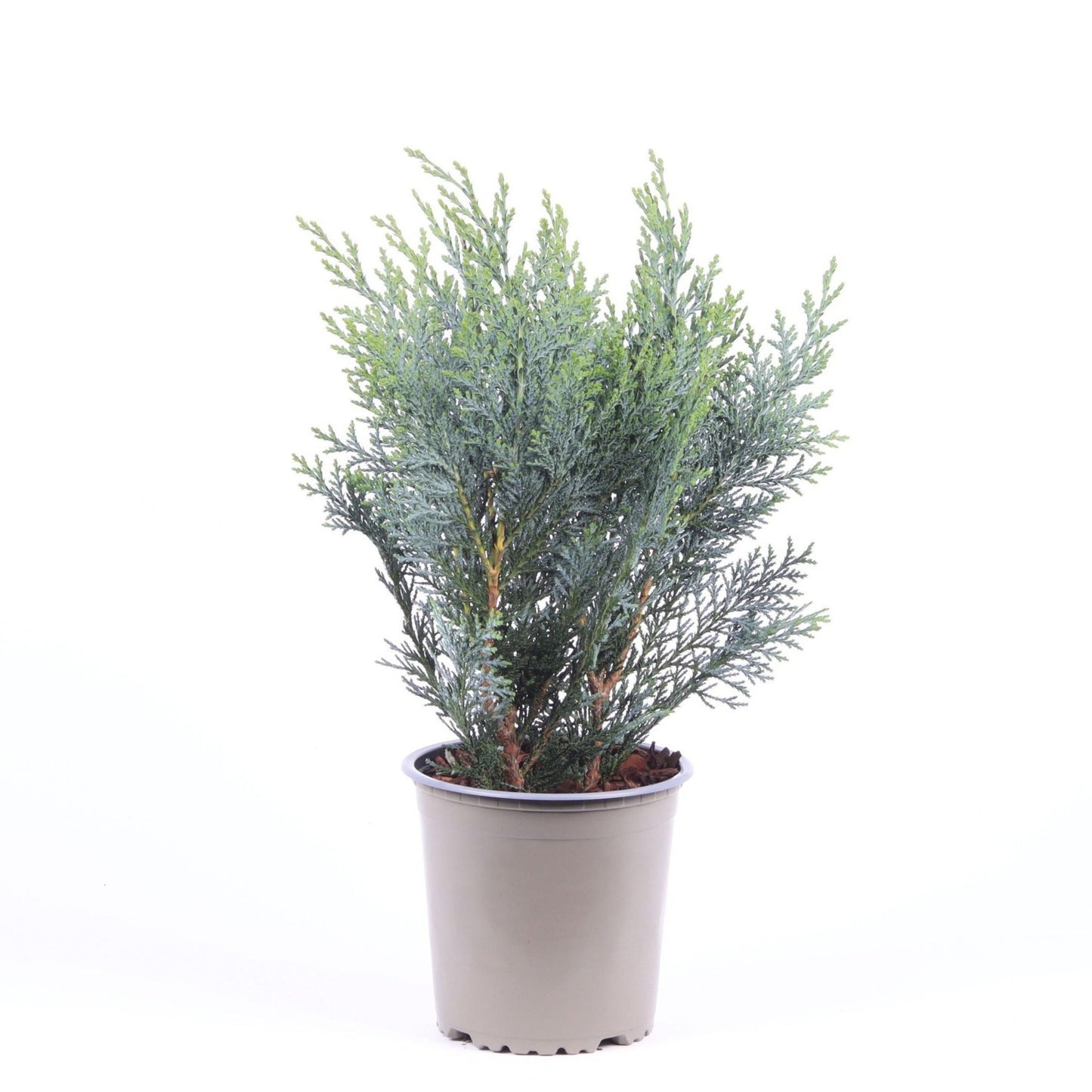 Chamaecyparis Pelt's Blue 40cm 13cm Pot