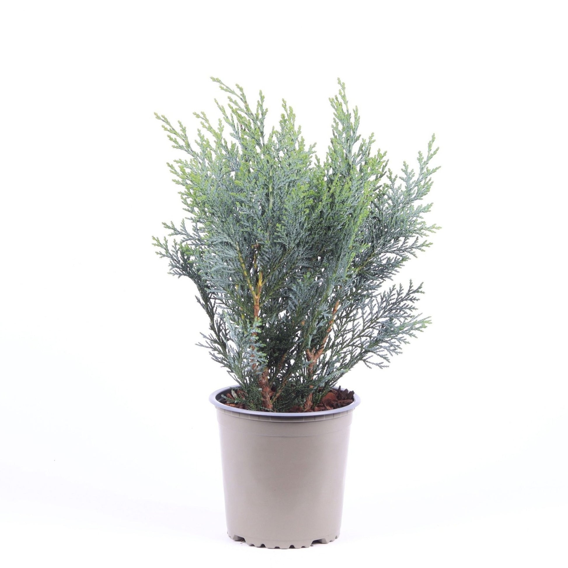 Chamaecyparis Pelt's Blue 40cm 13cm Pot