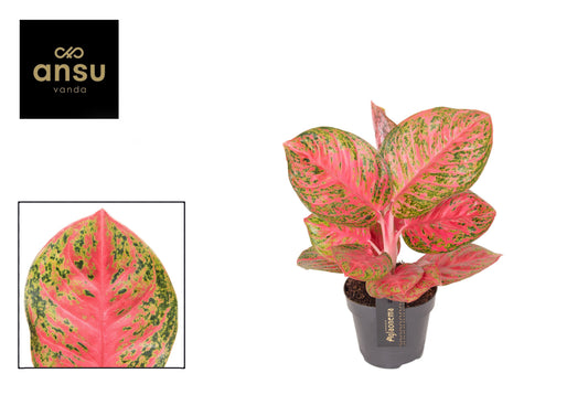 Aglaonema Siam Red 30cm 12cm Pot