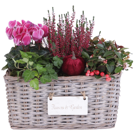 Outdoor arrangement 35cm 30cm Pot
