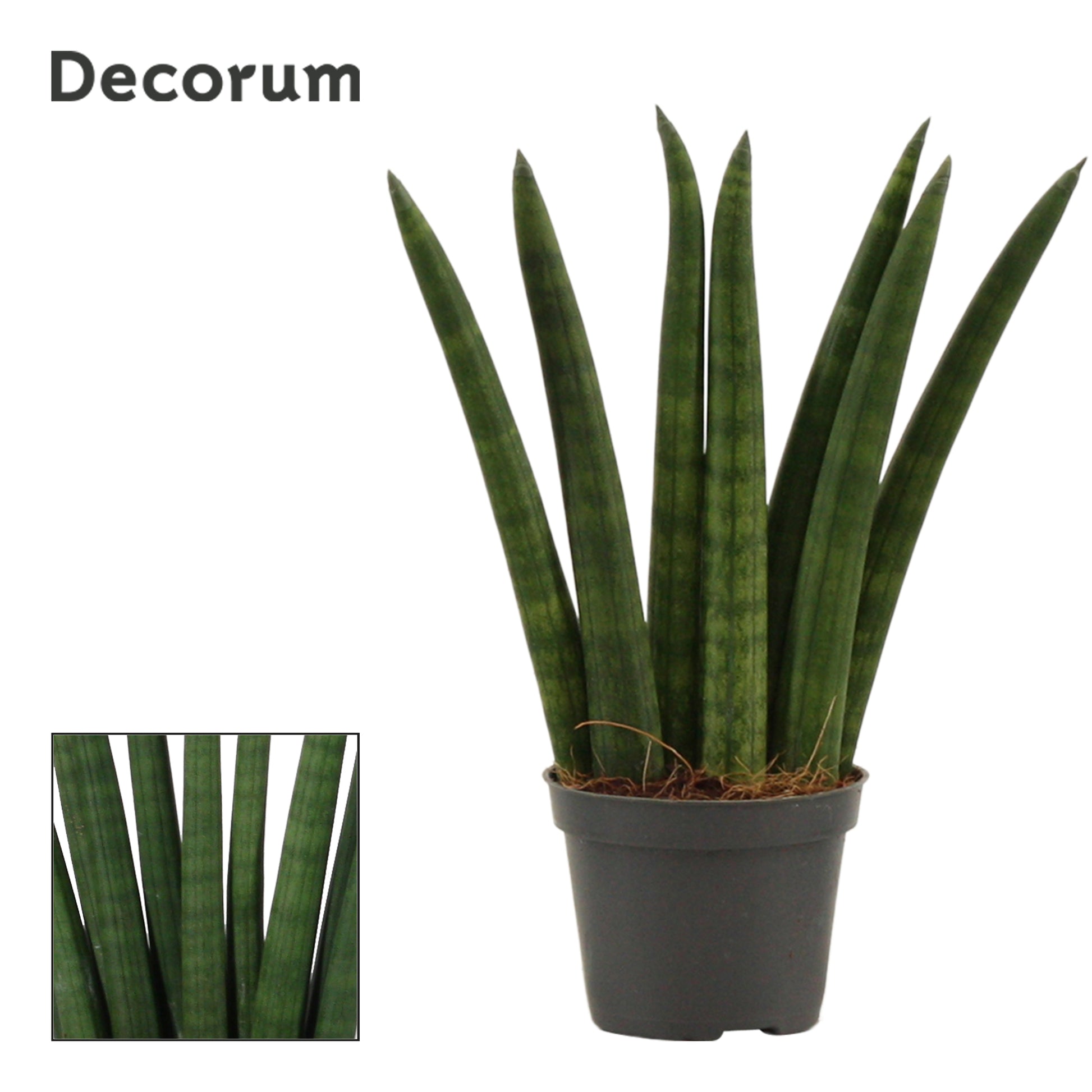 Duijn-Hove BV, kwekerij Sansevieria Cylindrica Fan Pack of 20