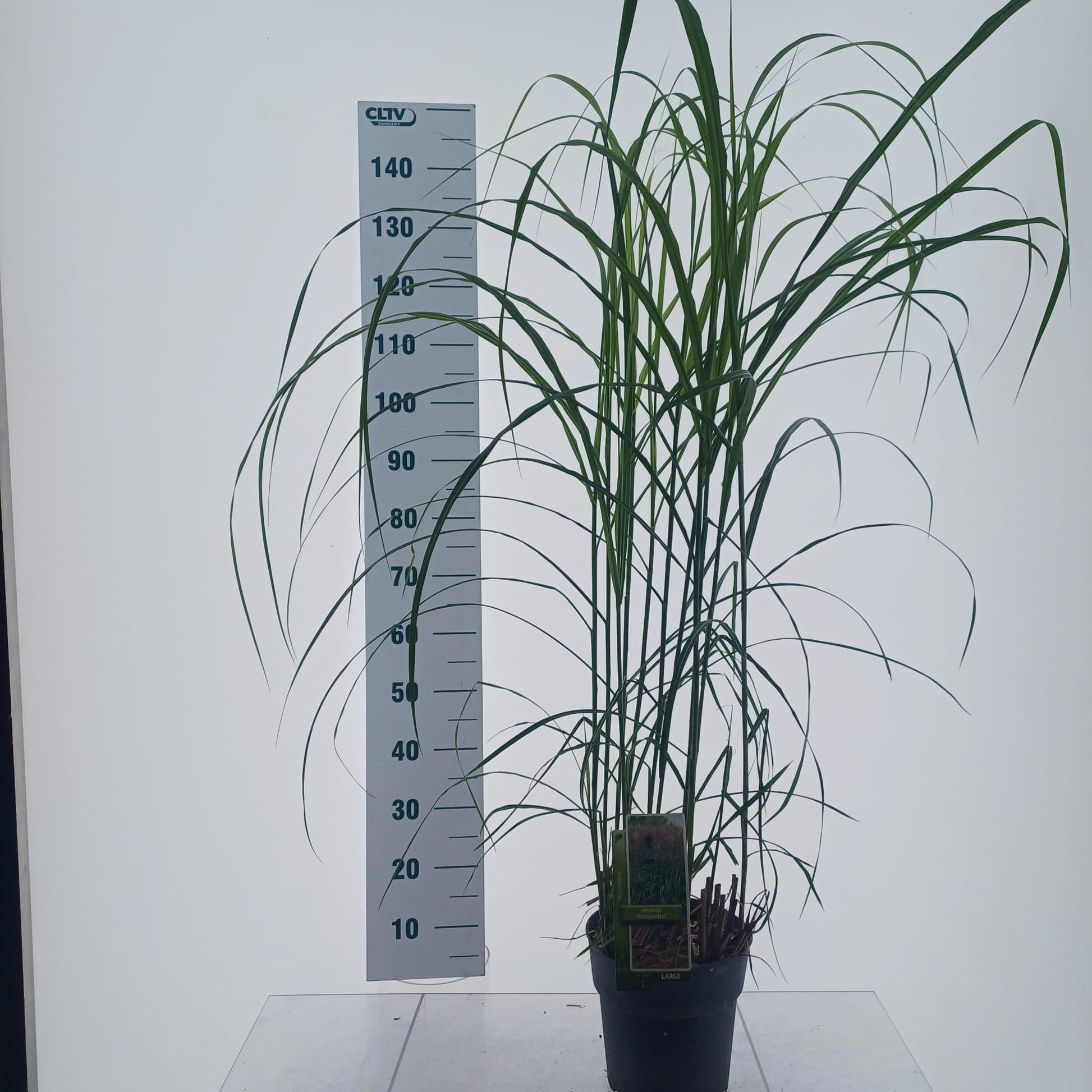 Miscanthus sin. Malepartus 150cm 23cm Pot