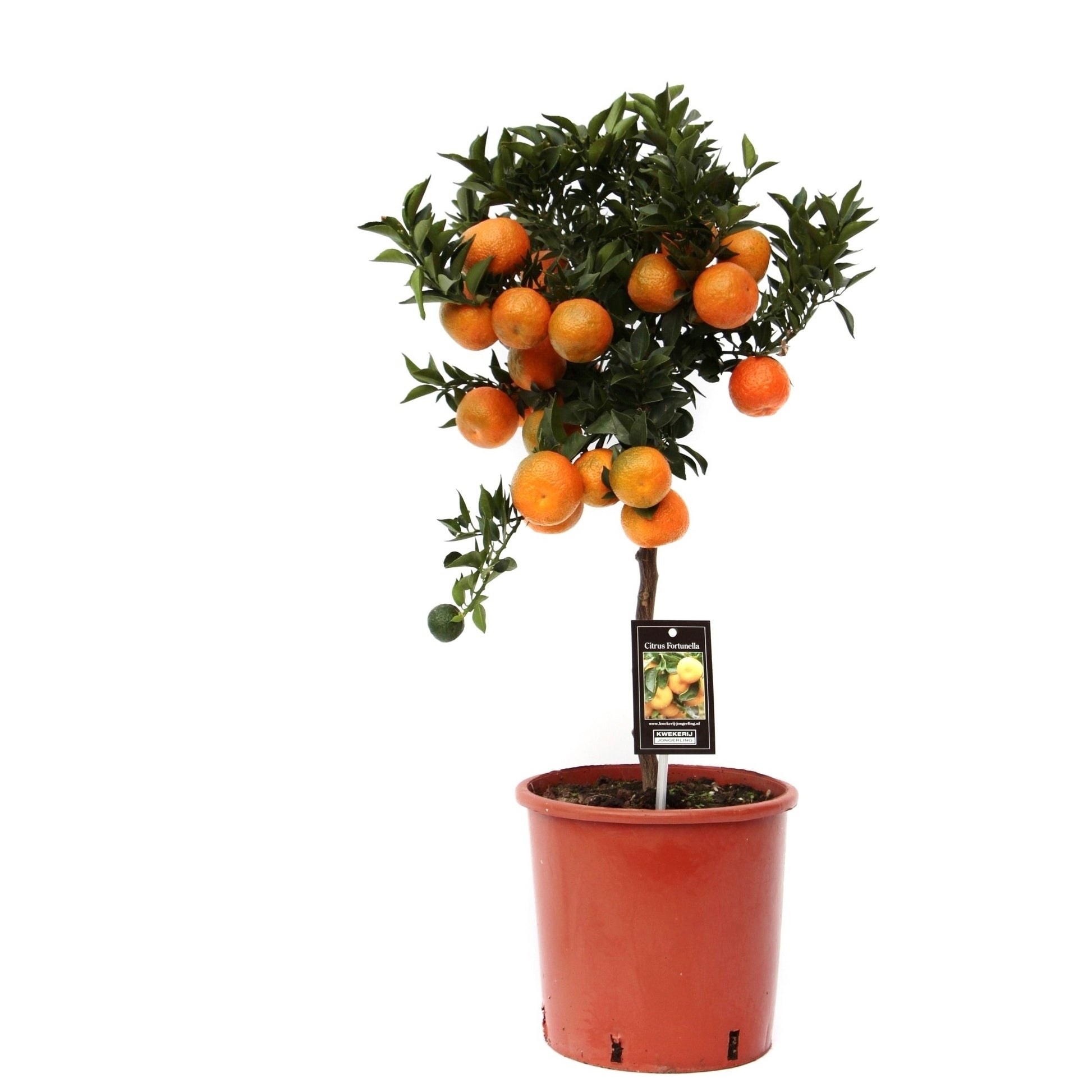 Citrus Mandarin standard 80cm 22cm Pot