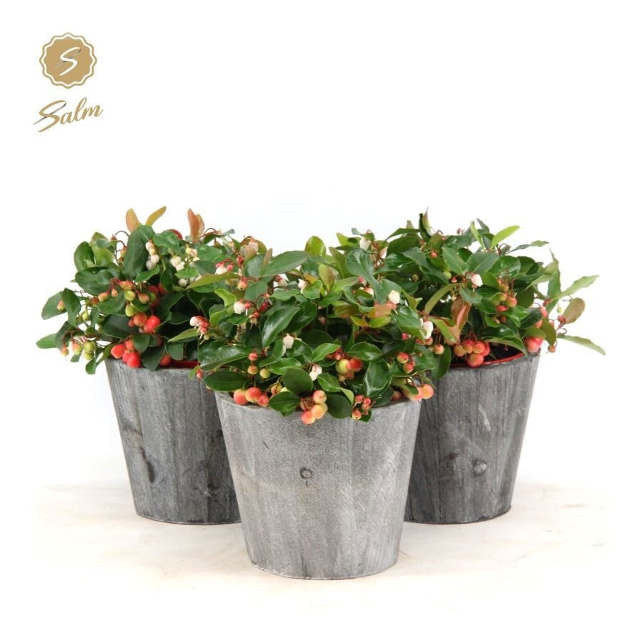 Gaultheria procumbens Big Berry 25cm 14cm Pot