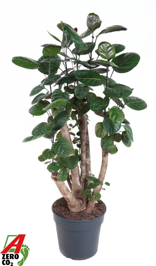 Polyscias Fabian 120cm 31cm Pot