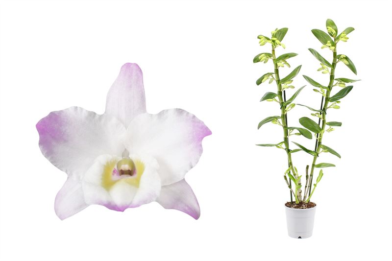 Dendrobium Kumiko 65cm 12cm Pot