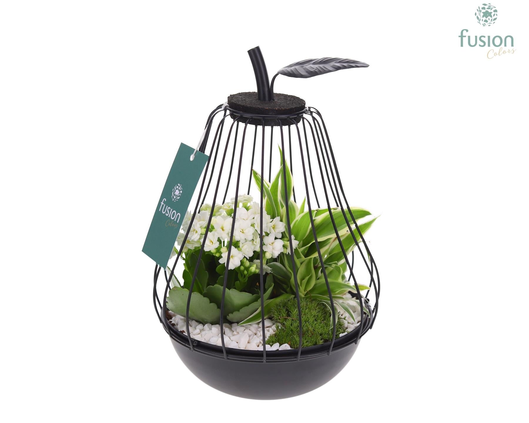 Fusioncolors BV Metaal peer zwart Small met arrangement Pack of 5