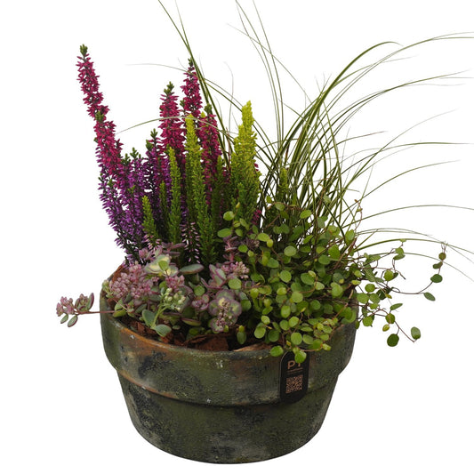 Outdoor arrangement 36cm 20cm Pot