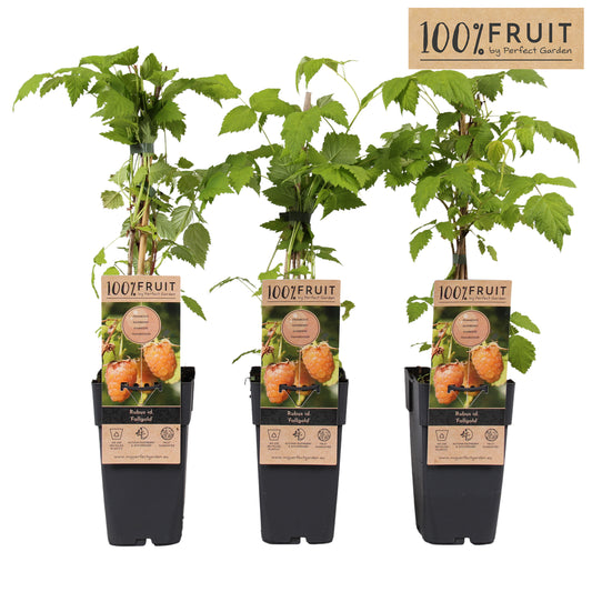 Rubus idaeus Fallgold (Golden Raspberry) 65cm 15cm Pot