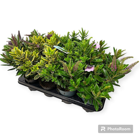 Hebe Addenda mix 40cm 12cm Pot