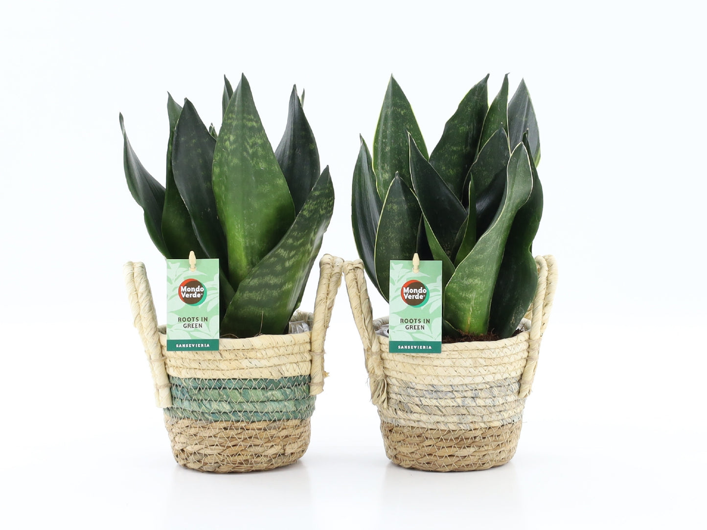 Sansevieria trifasciata 35cm 14cm Pot
