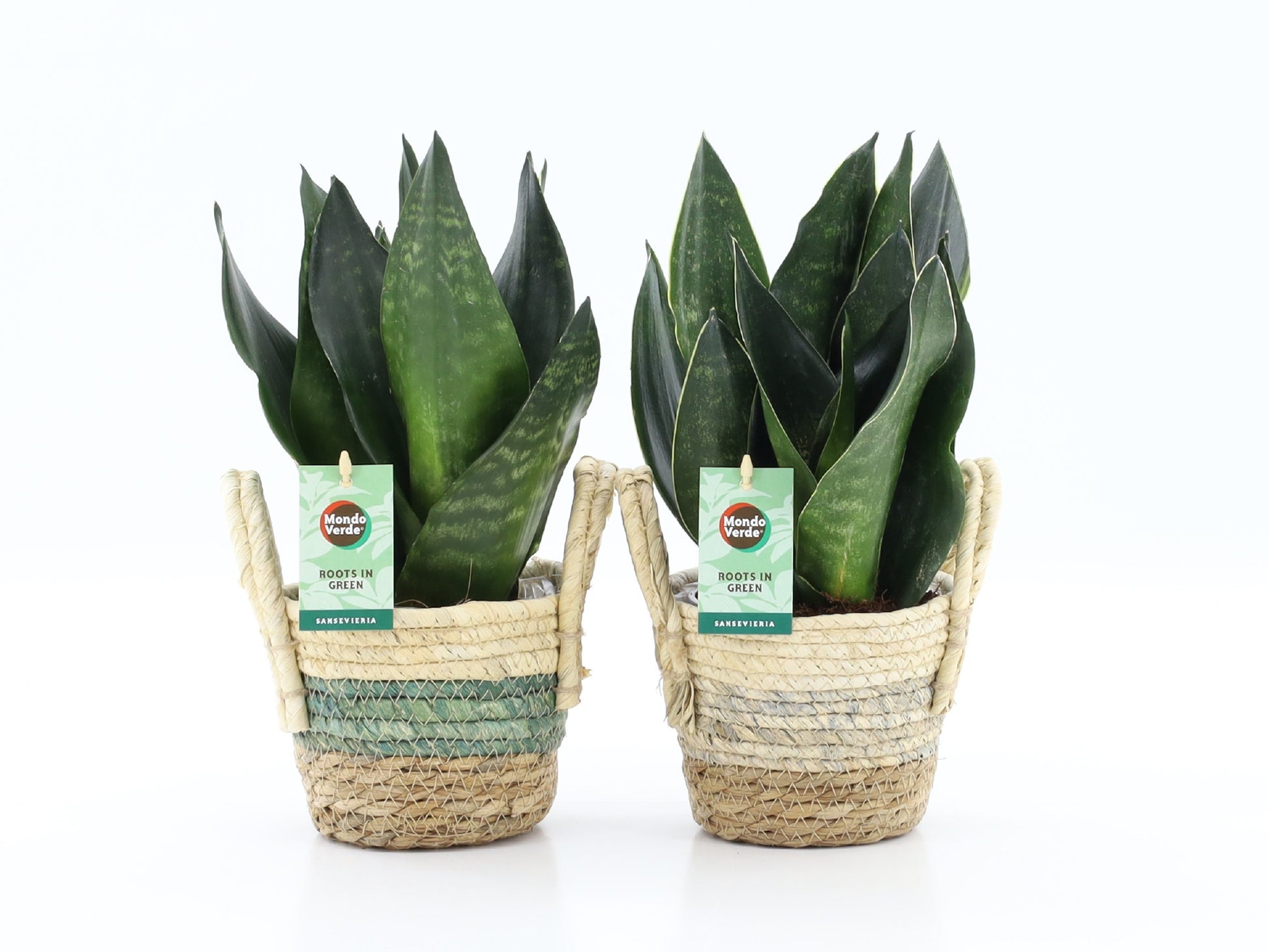 Sansevieria trifasciata 35cm 14cm Pot