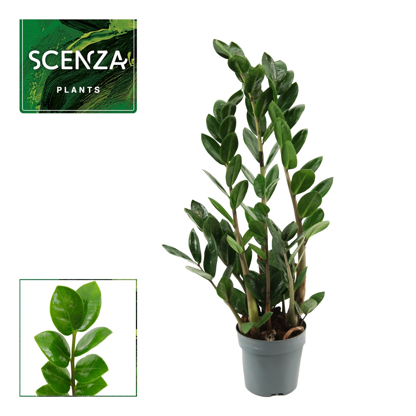 Zamioculcas Lima 40cm 510cm Pot