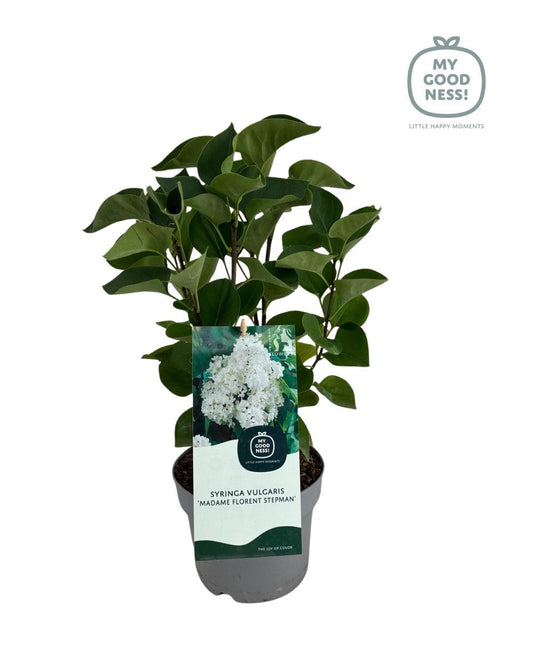 Syringa vulgaris Madame Florent Stepman 45cm 17cm Pot