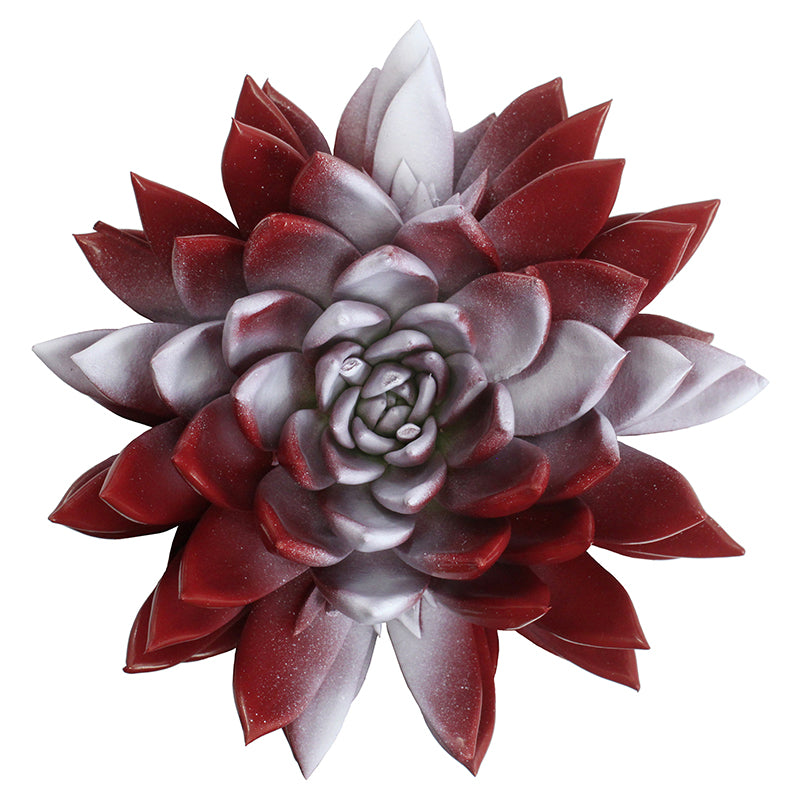 Echeveria Miranda 15cm 12cm Pot